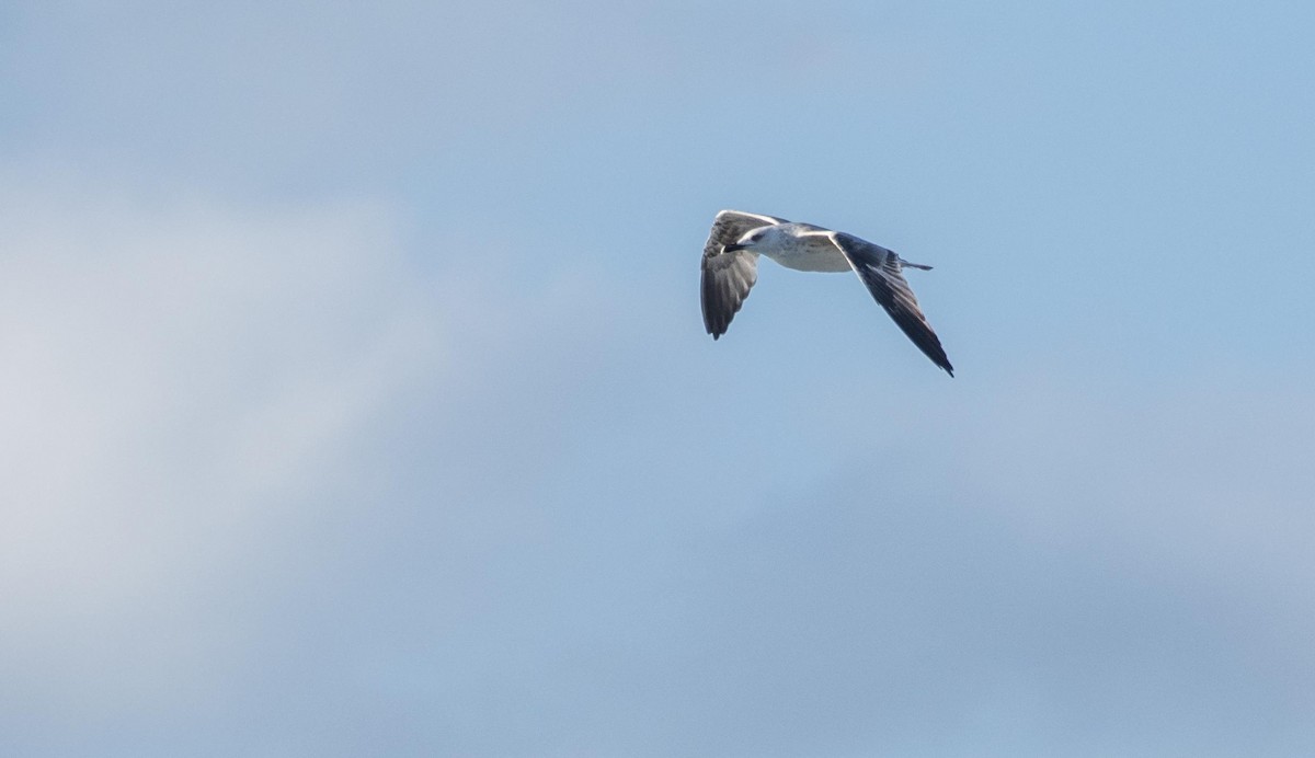 Kaio hankahoria - ML646875474