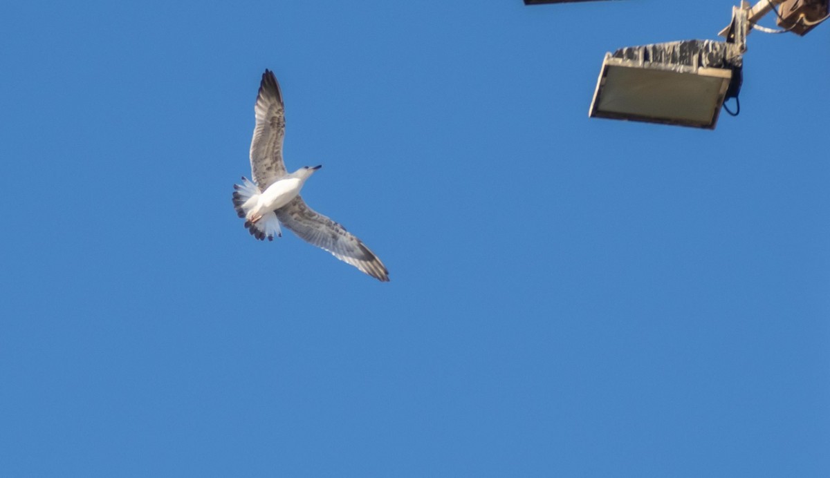 Kaio hankahoria - ML646875475