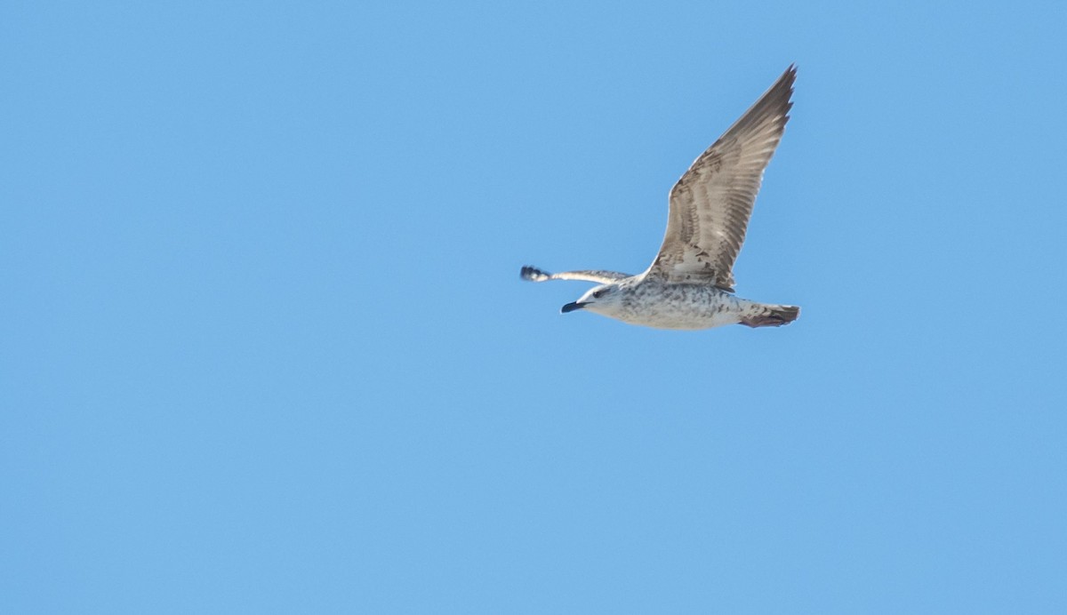 Kaio hankahoria - ML646875476