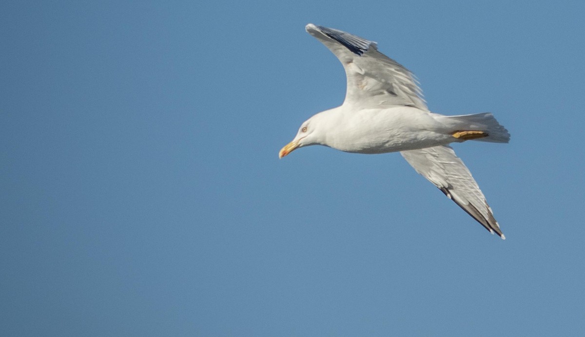 Kaio hankahoria - ML646875478