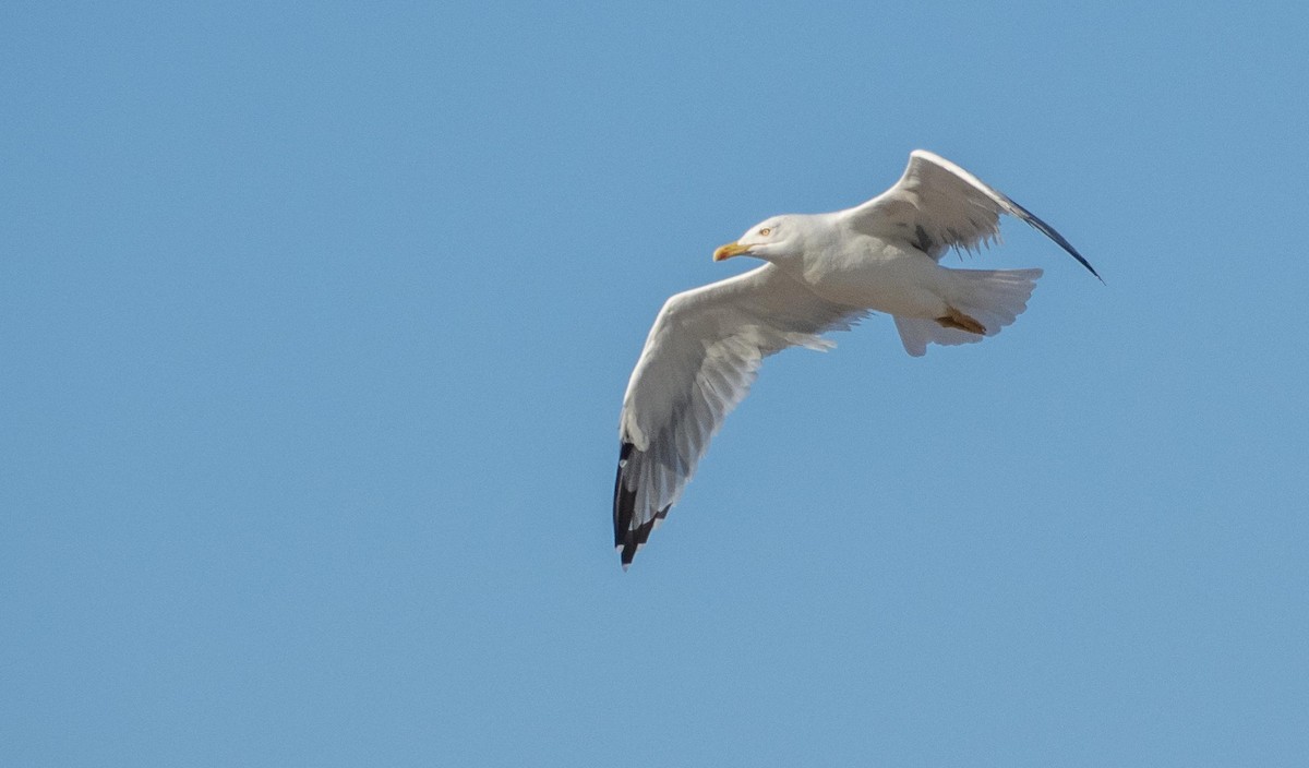 Kaio hankahoria - ML646875479