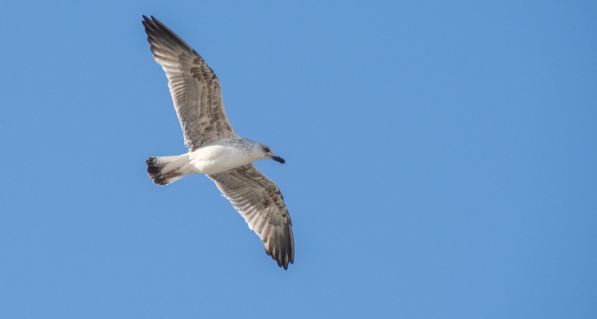 Kaio hankahoria - ML646875480