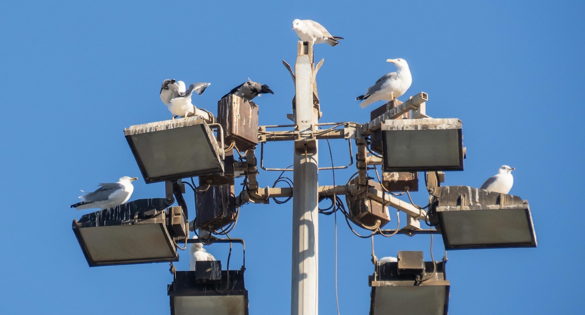 Kaio hankahoria - ML646875481