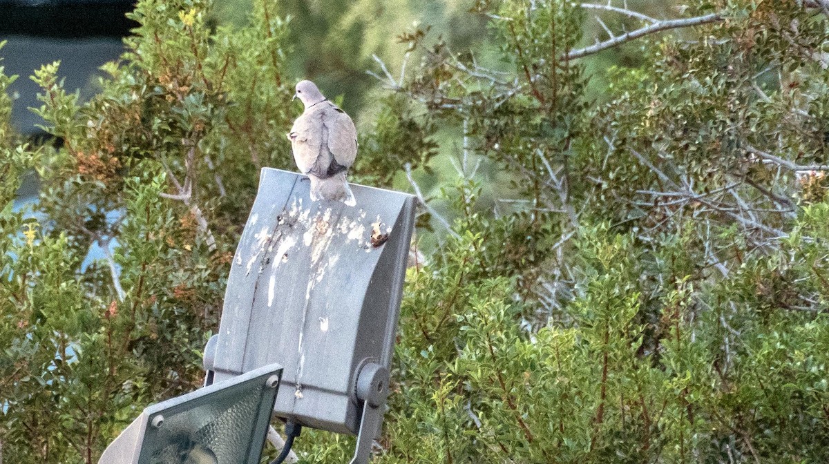 תור צווארון - ML646875485