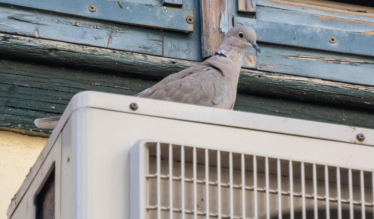 תור צווארון - ML646875486