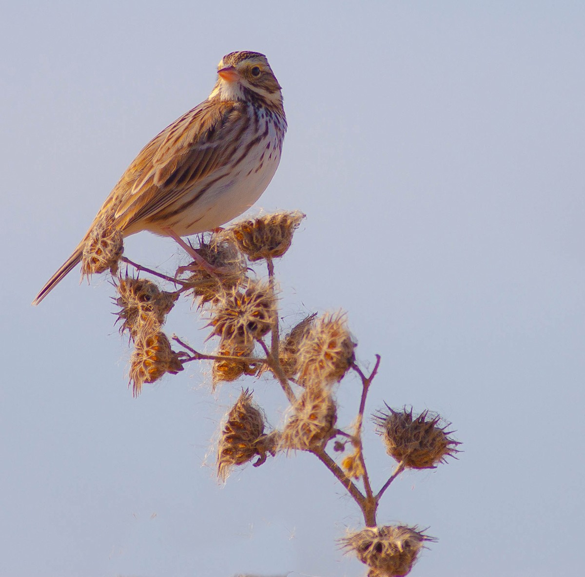 Savannah Sparrow - ML646875487
