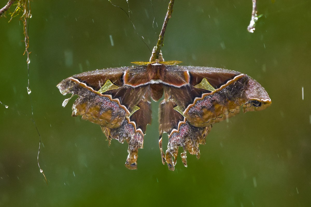 Насекомые - ML646875492