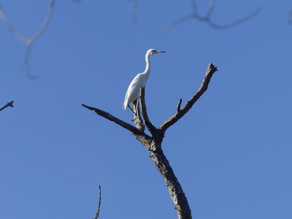 Little Blue Heron - ML646875495