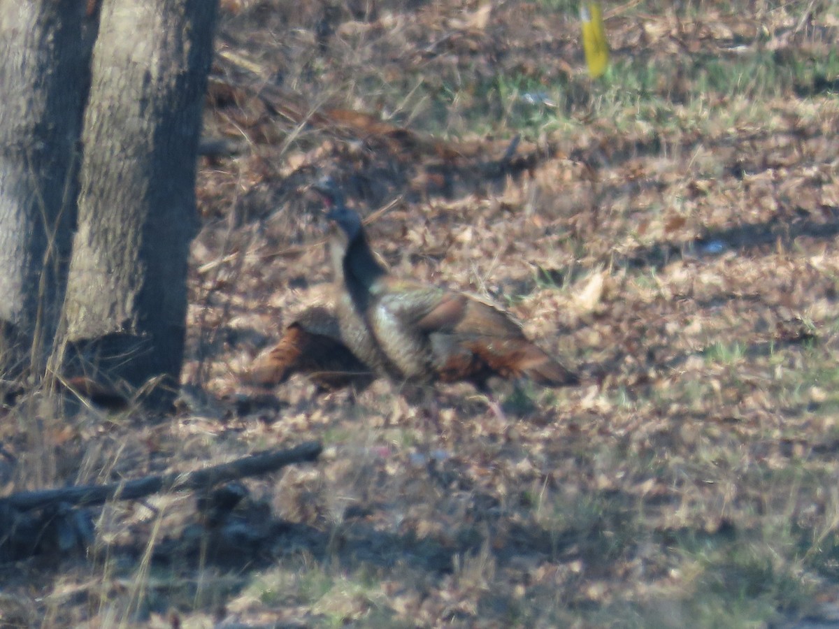 シチメンチョウ - ML646875496