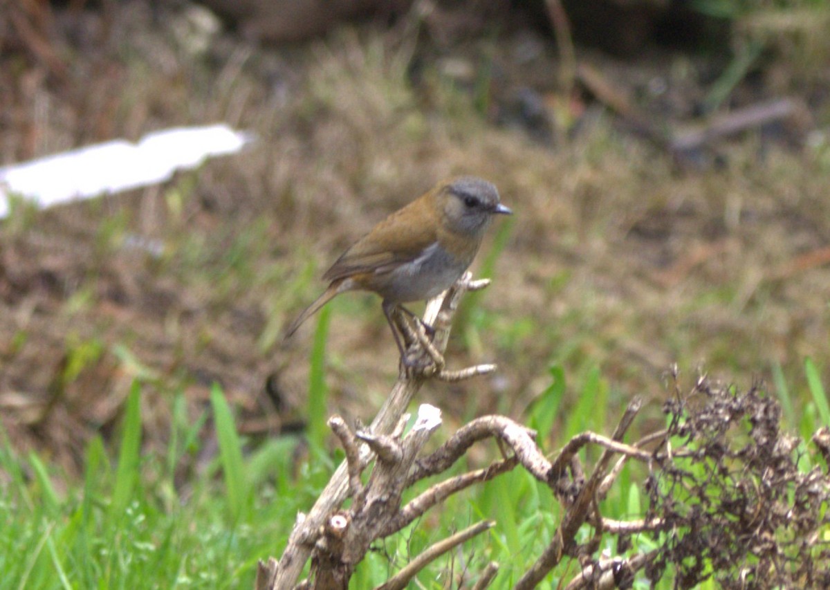Black-billed Nightingale-Thrush - ML646875497