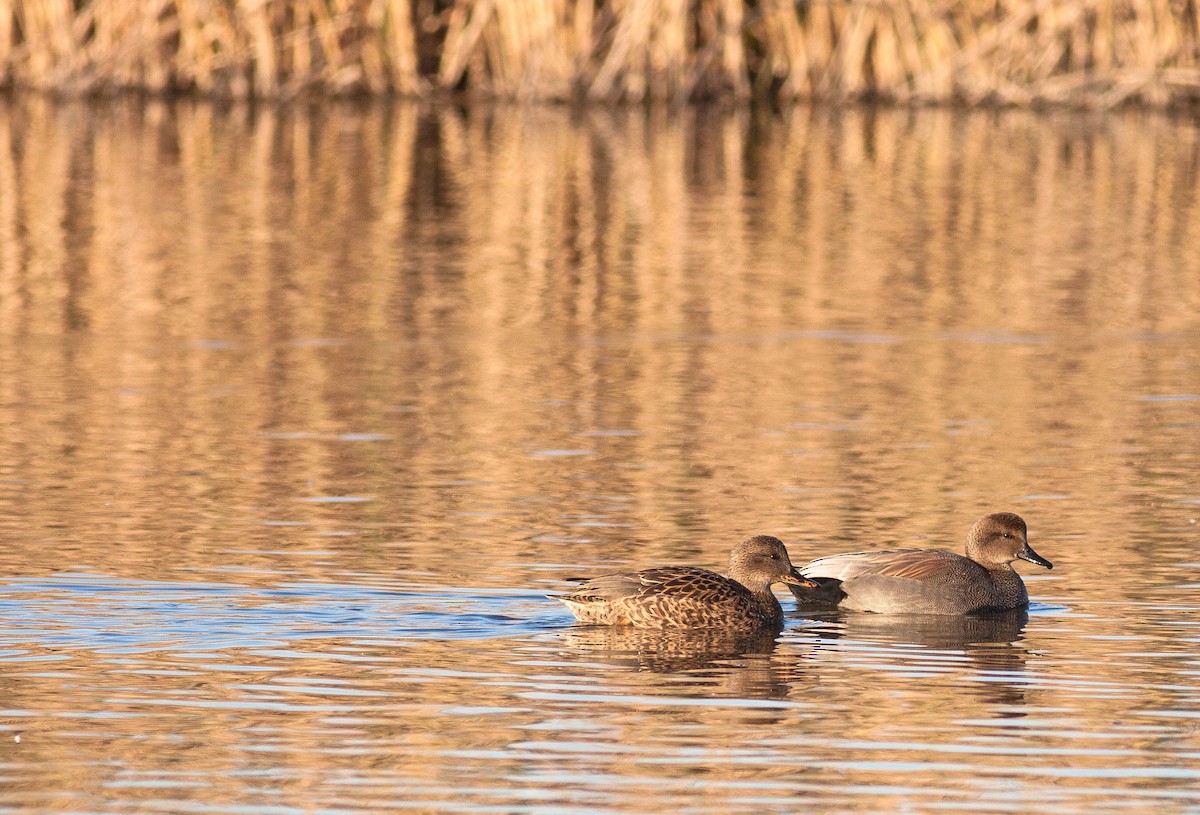Серая утка - ML646875498