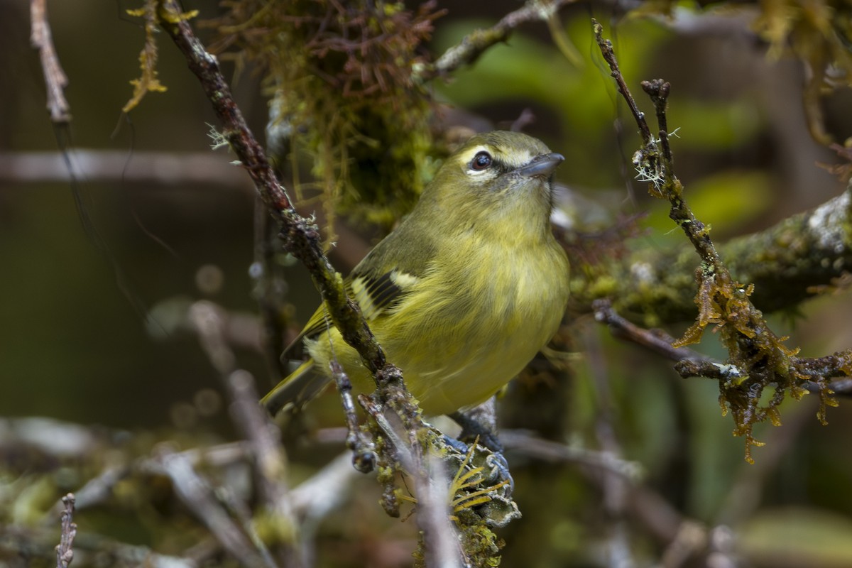 Желтополосый виреон - ML646875502