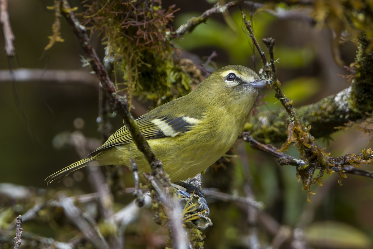 Желтополосый виреон - ML646875503