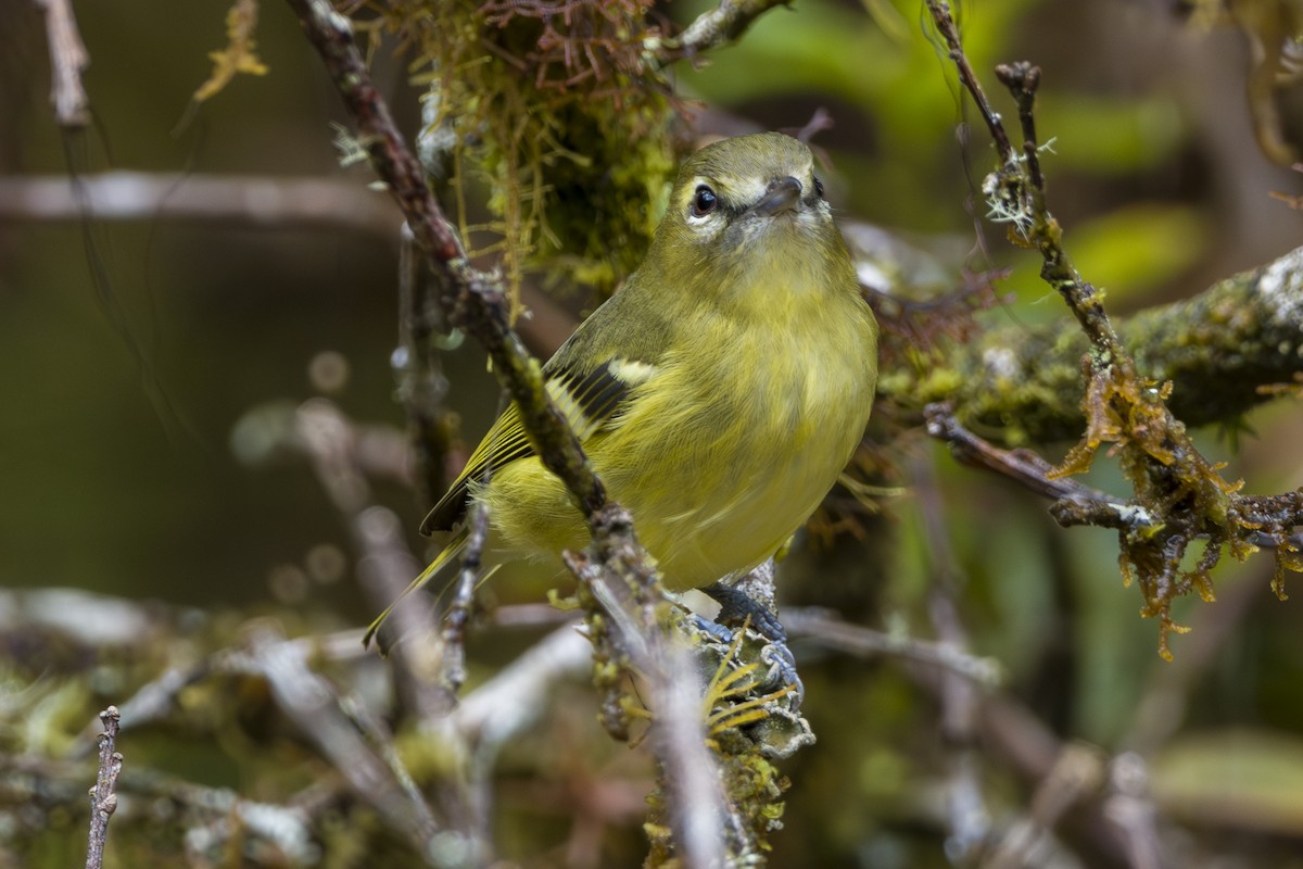 Желтополосый виреон - ML646875504