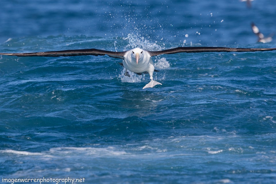 Albatros à sourcils noirs - ML64687551