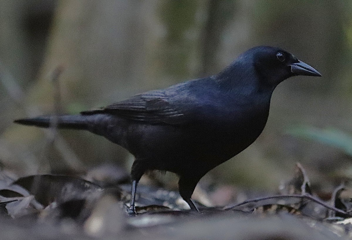 Quiscale violet - ML646875516