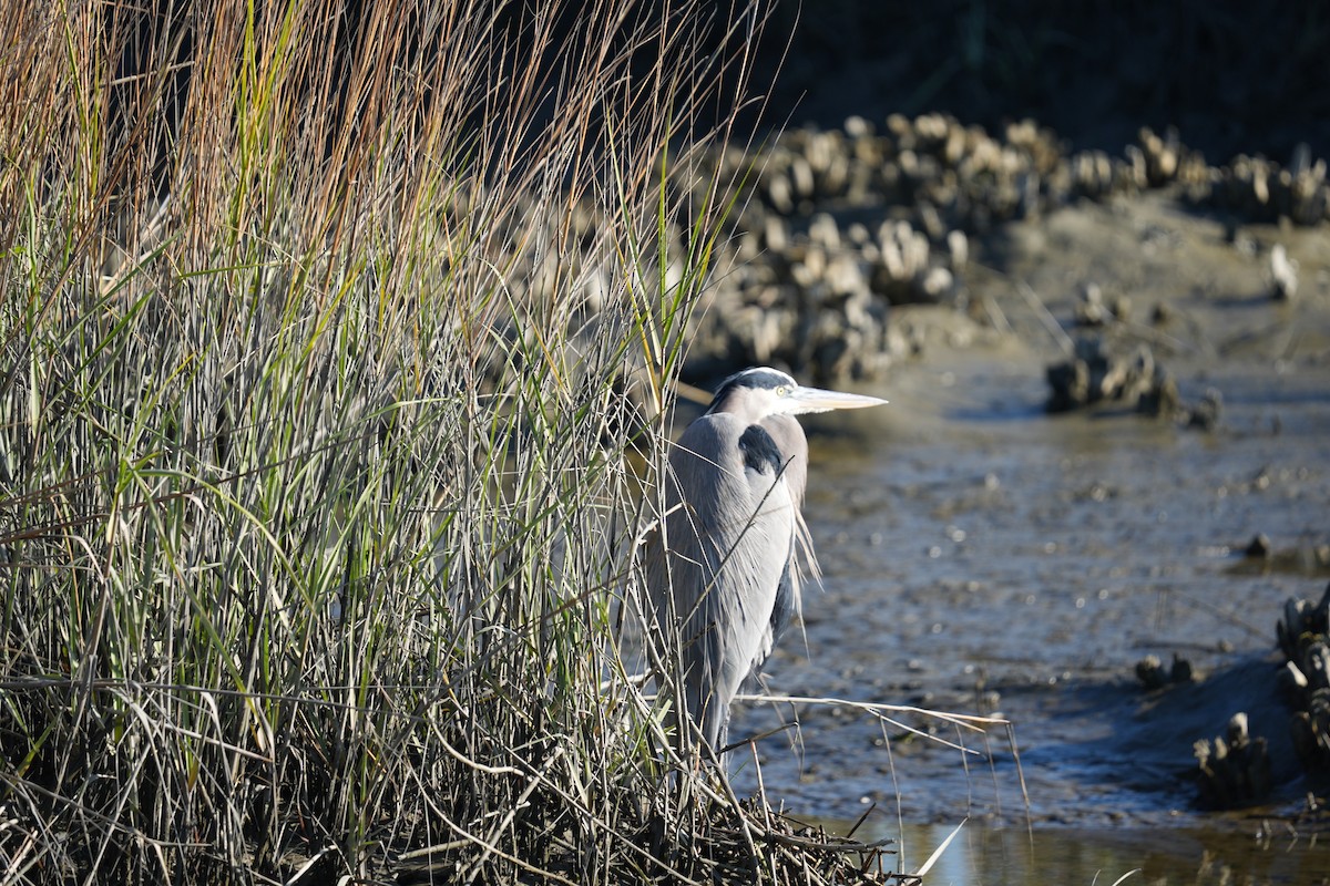 Большая голубая цапля - ML646875519