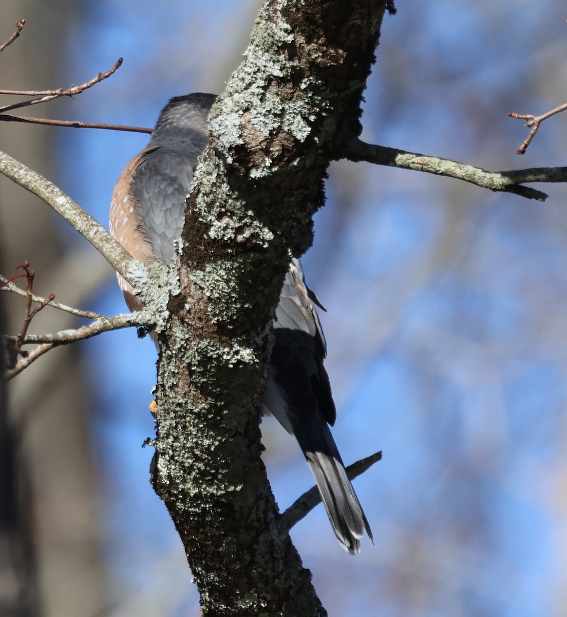 jestřáb americký - ML646875524