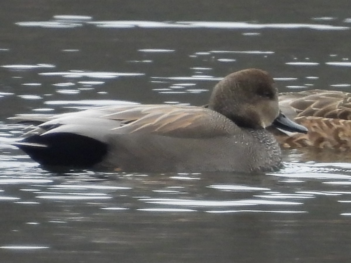 Серая утка - ML646875525