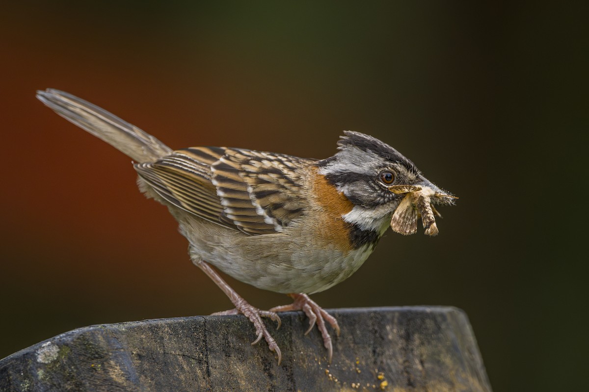 Рыжешейная зонотрихия - ML646875526