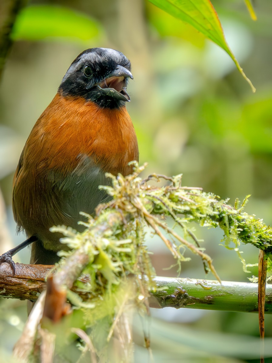 Tanager Finch - ML646875527