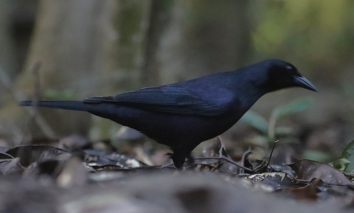 Quiscale violet - ML646875530