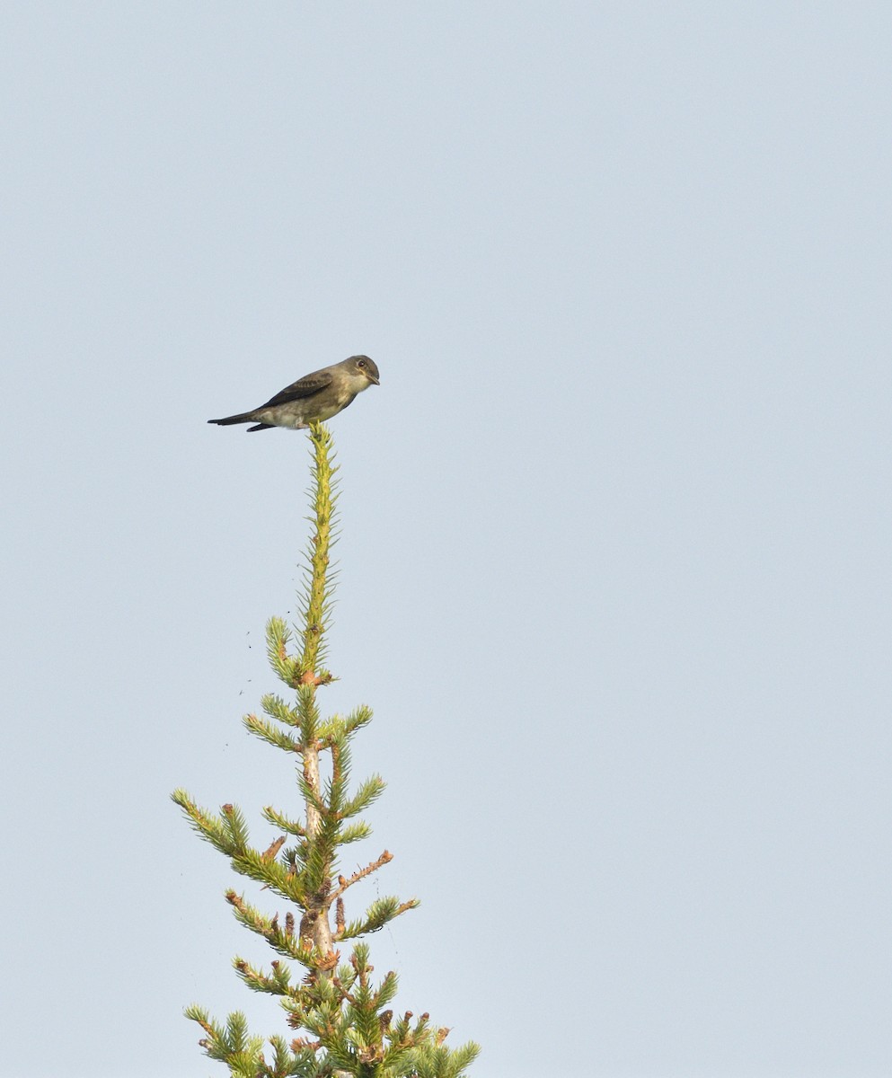 Olive-sided Flycatcher - ML646875531