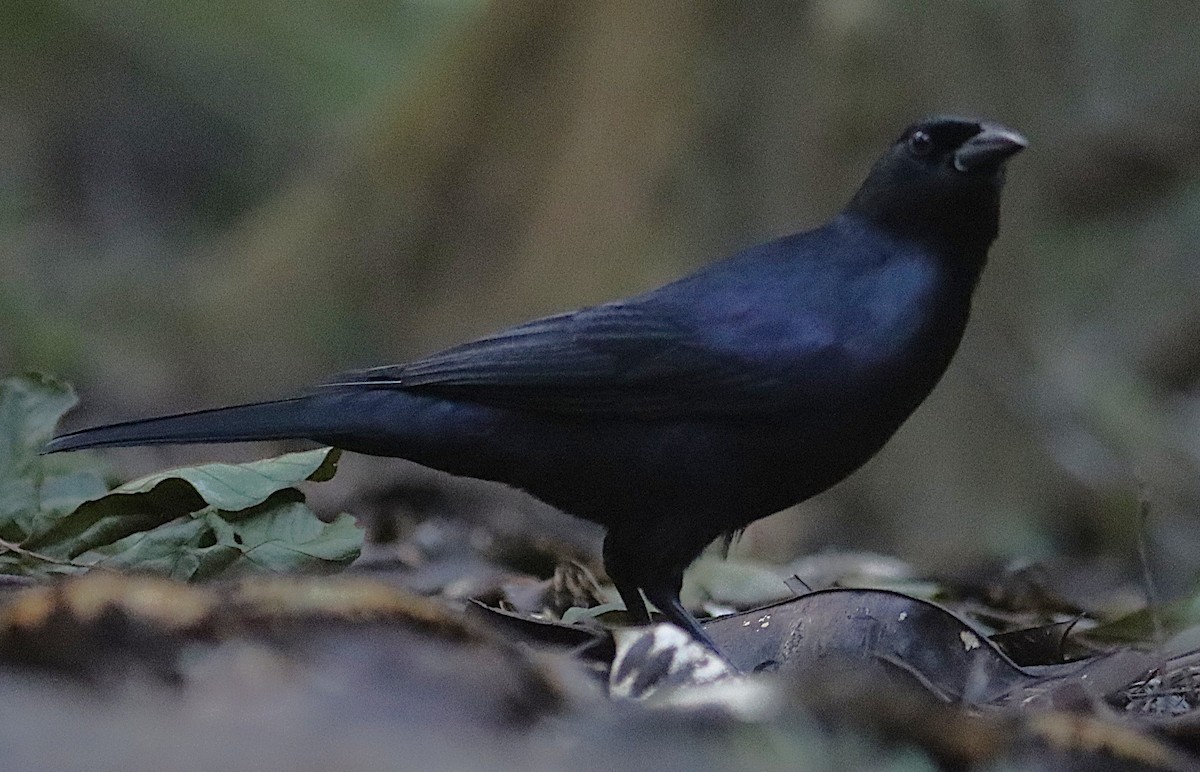 Quiscale violet - ML646875532