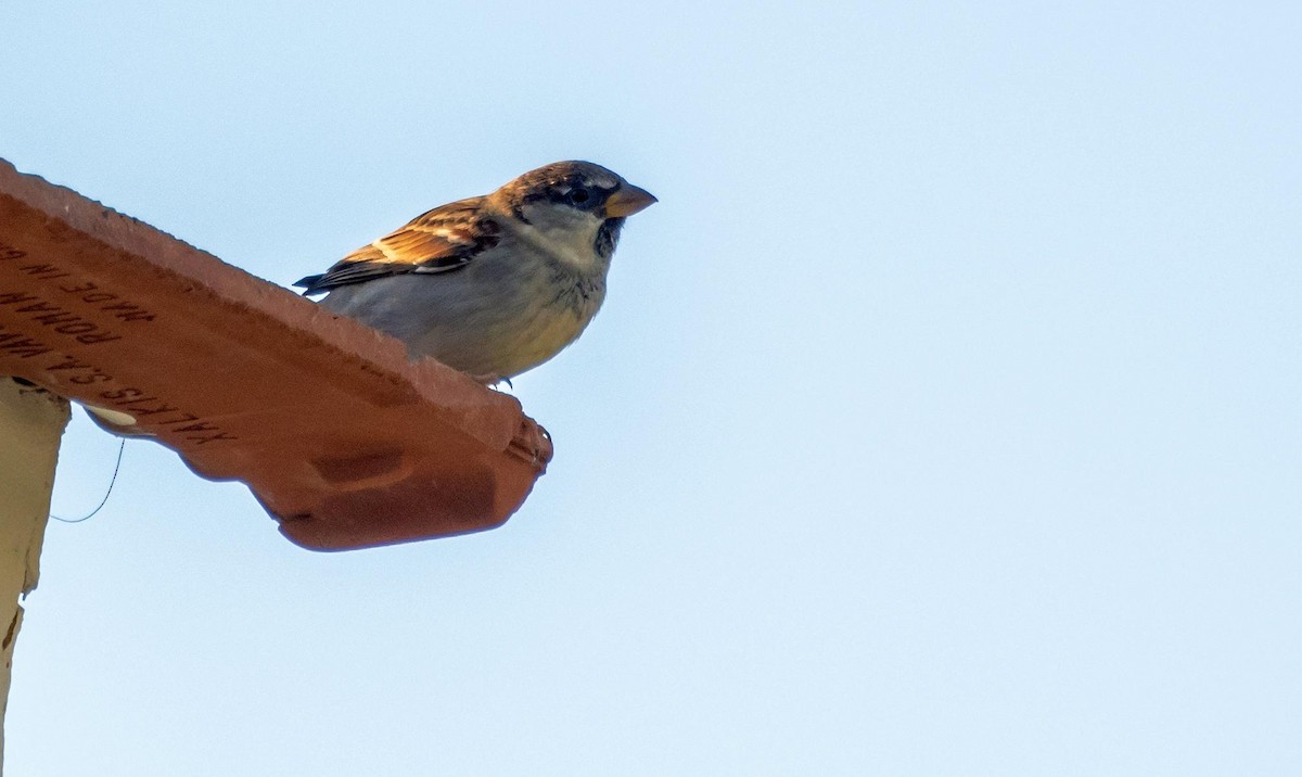 Italian Sparrow - ML646875533