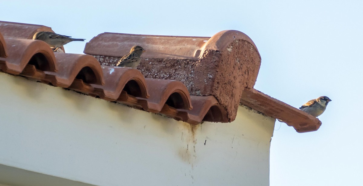 Italian Sparrow - ML646875534