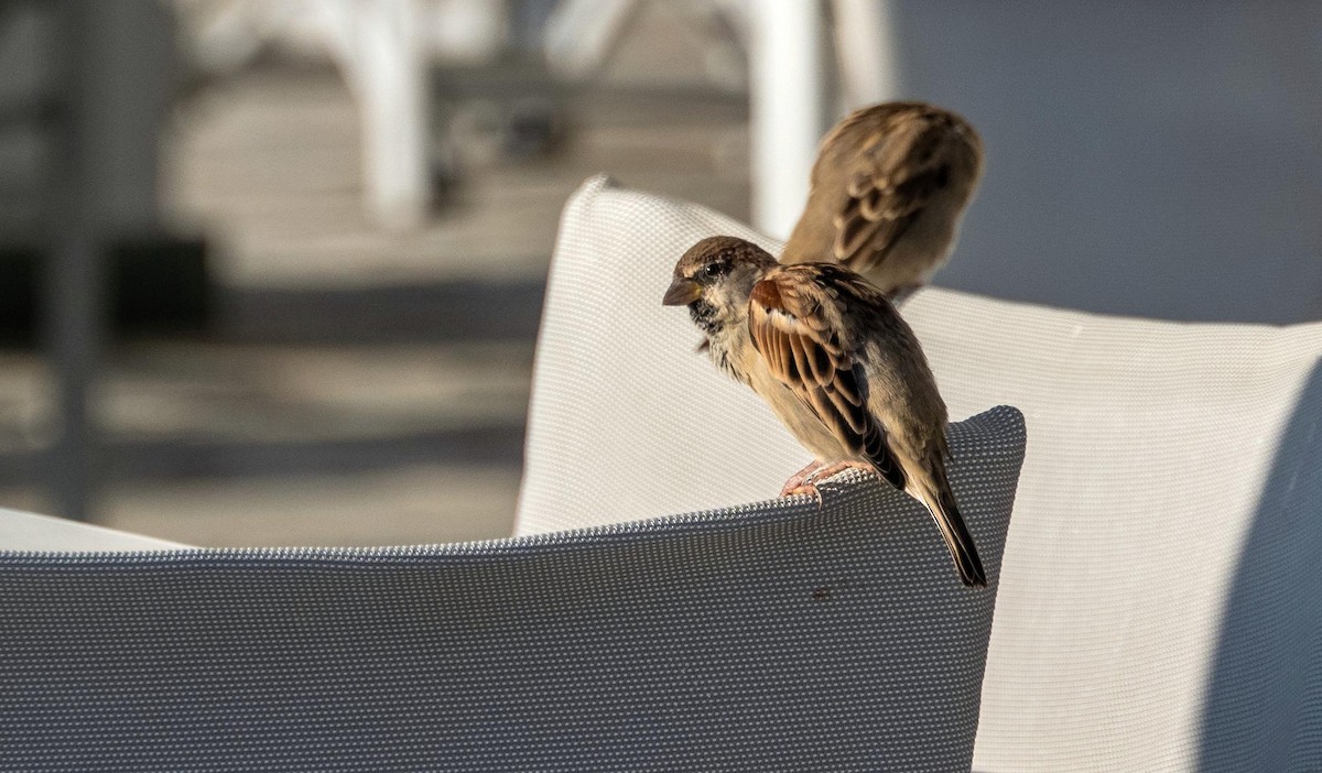 Italian Sparrow - ML646875535