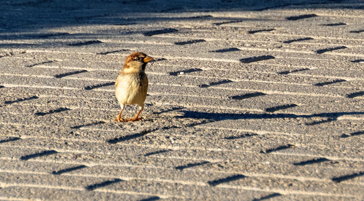 Italian Sparrow - ML646875536
