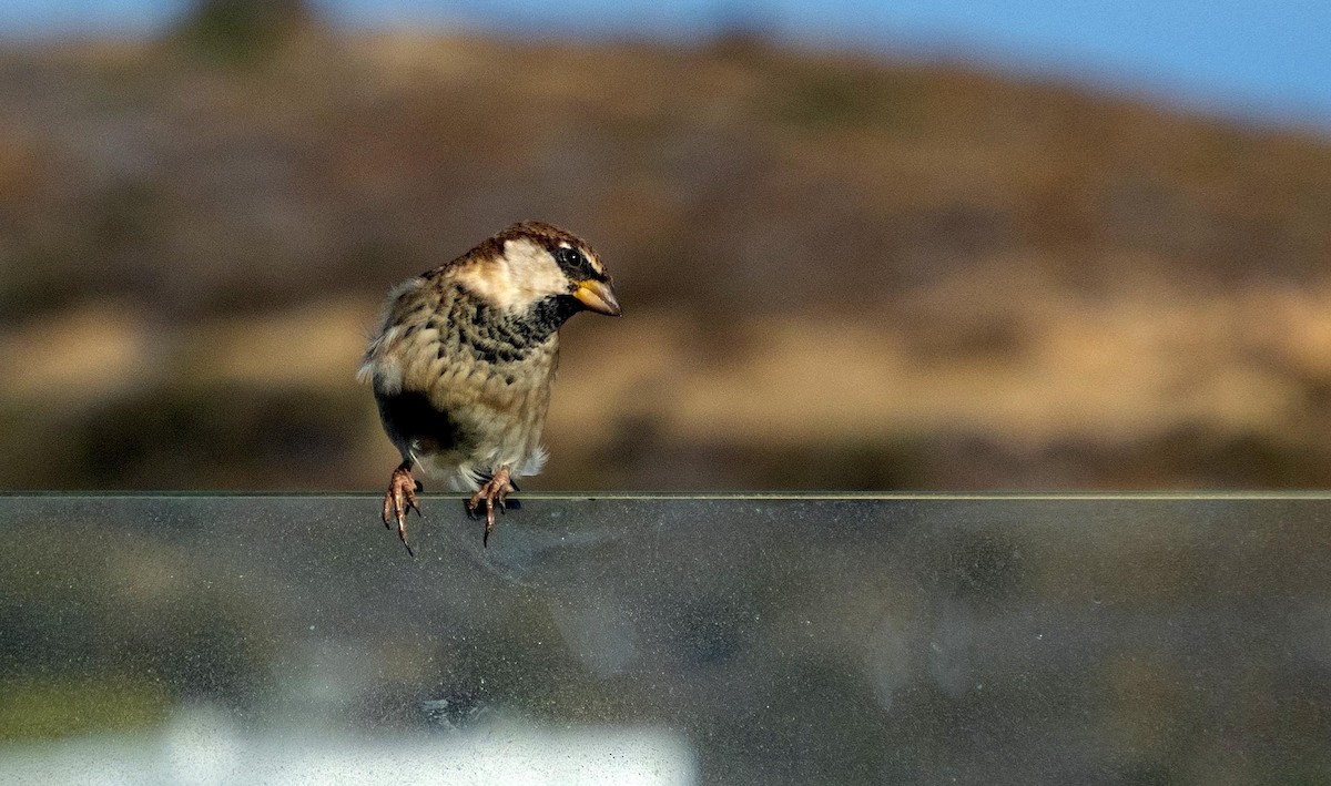 Italian Sparrow - ML646875537