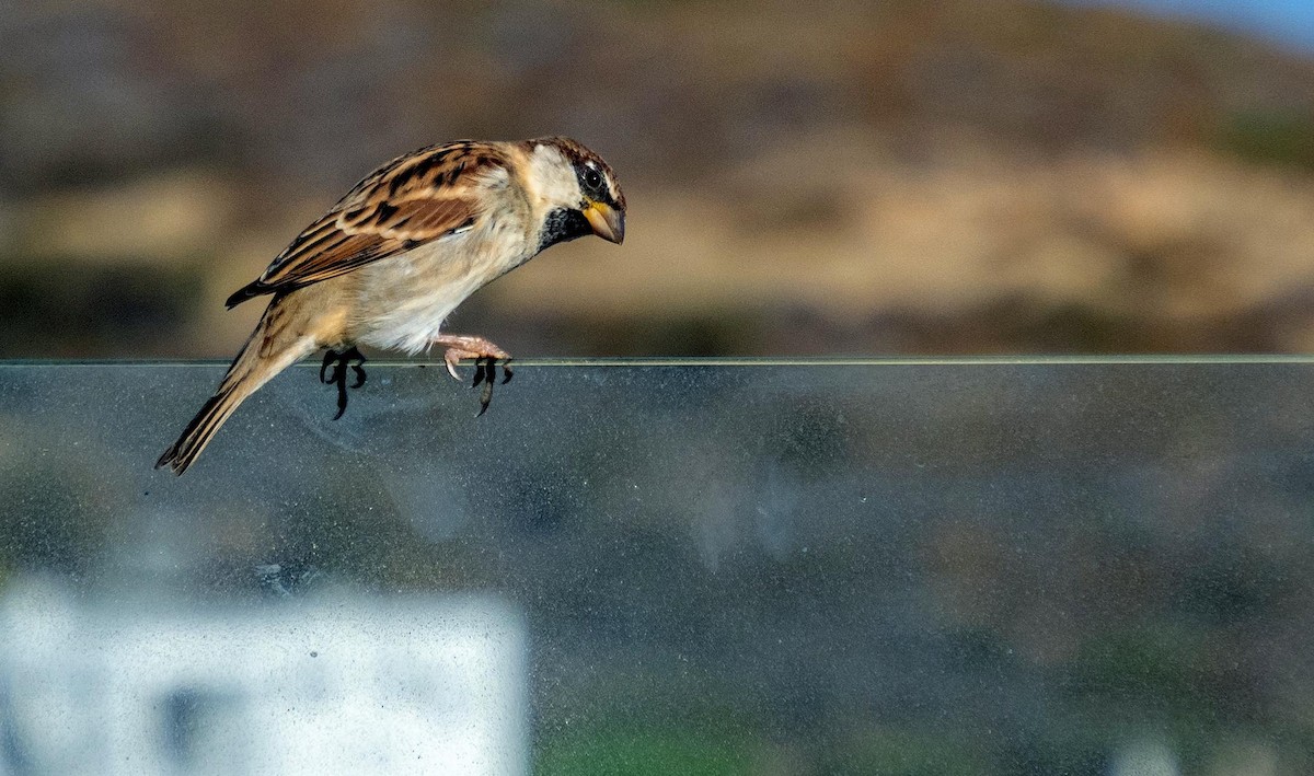 Italian Sparrow - ML646875538
