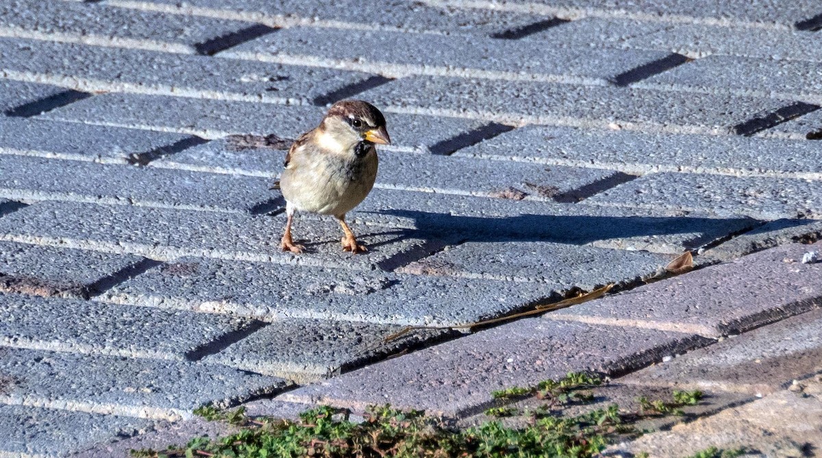 Italian Sparrow - ML646875539