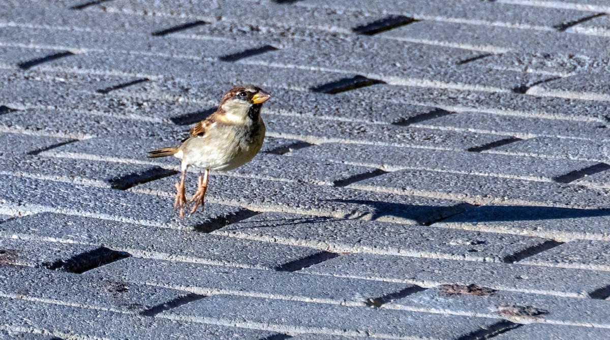 Italian Sparrow - ML646875540