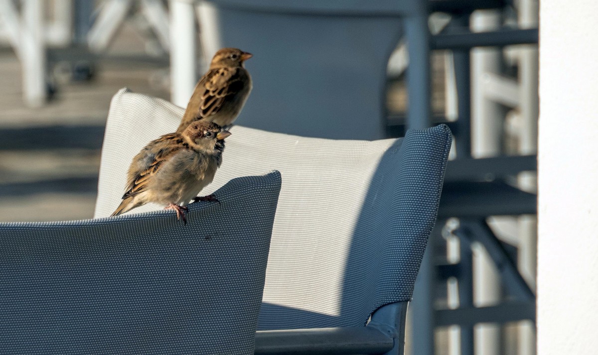 Italian Sparrow - ML646875541