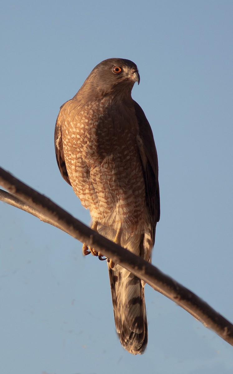 jestřáb americký - ML646875542