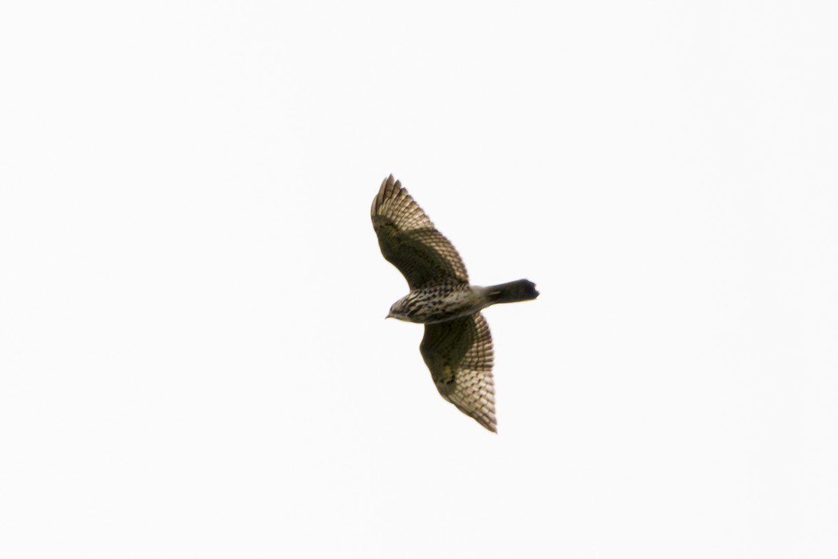 Broad-winged Hawk - ML646875544