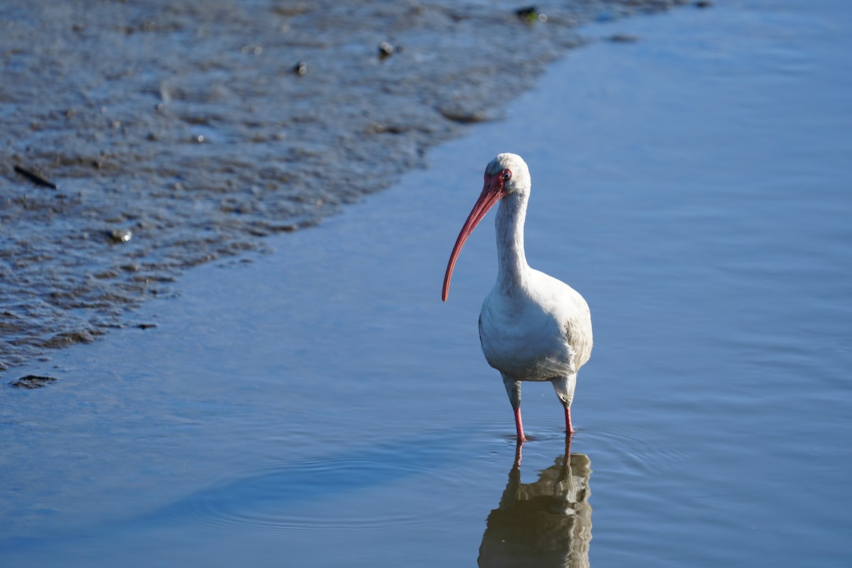 Белый ибис - ML646875545