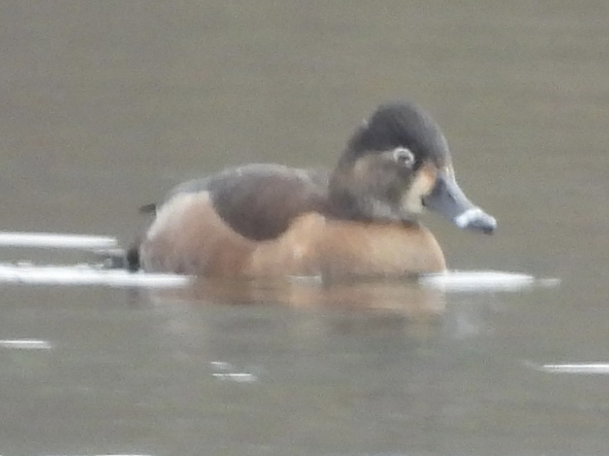 Ring-necked Duck - ML646875547