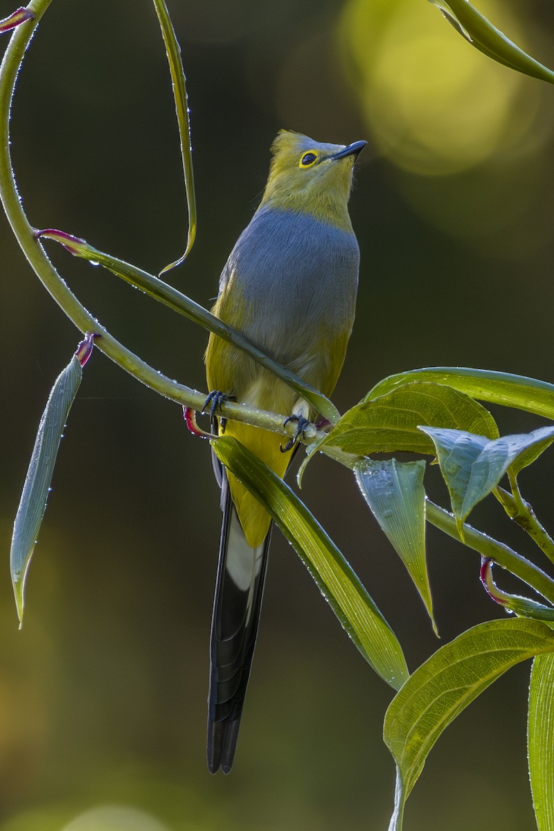 Длиннохвостый шелкохвост - ML646875550