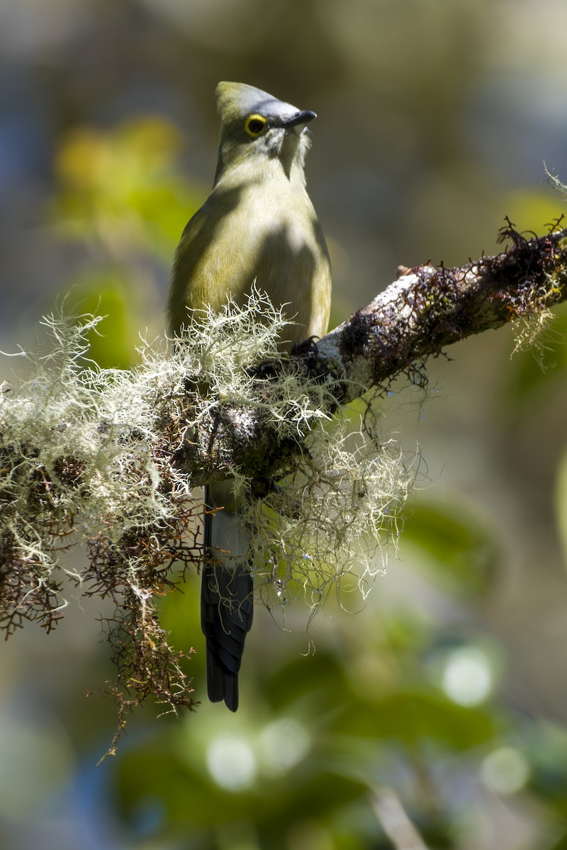 Длиннохвостый шелкохвост - ML646875551