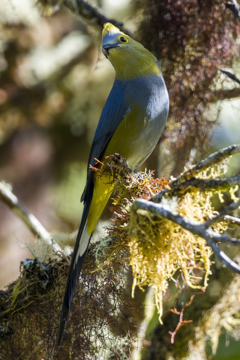 Длиннохвостый шелкохвост - ML646875554