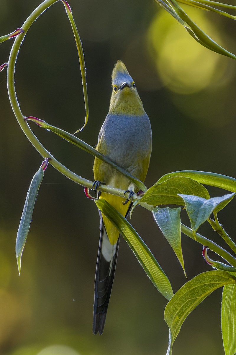 Длиннохвостый шелкохвост - ML646875555