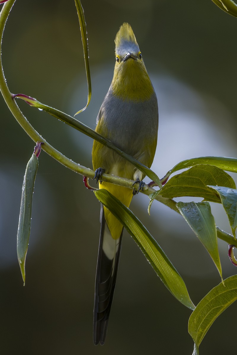 Длиннохвостый шелкохвост - ML646875556