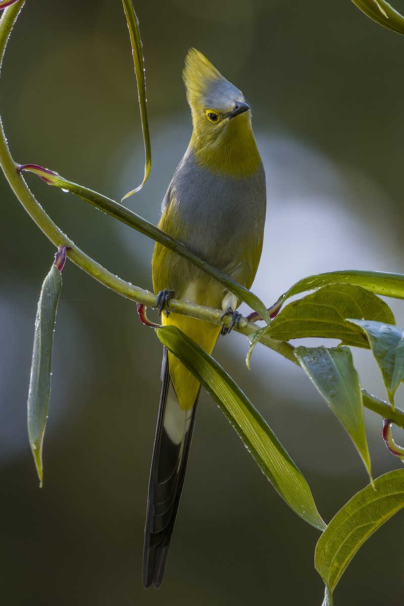 Длиннохвостый шелкохвост - ML646875557