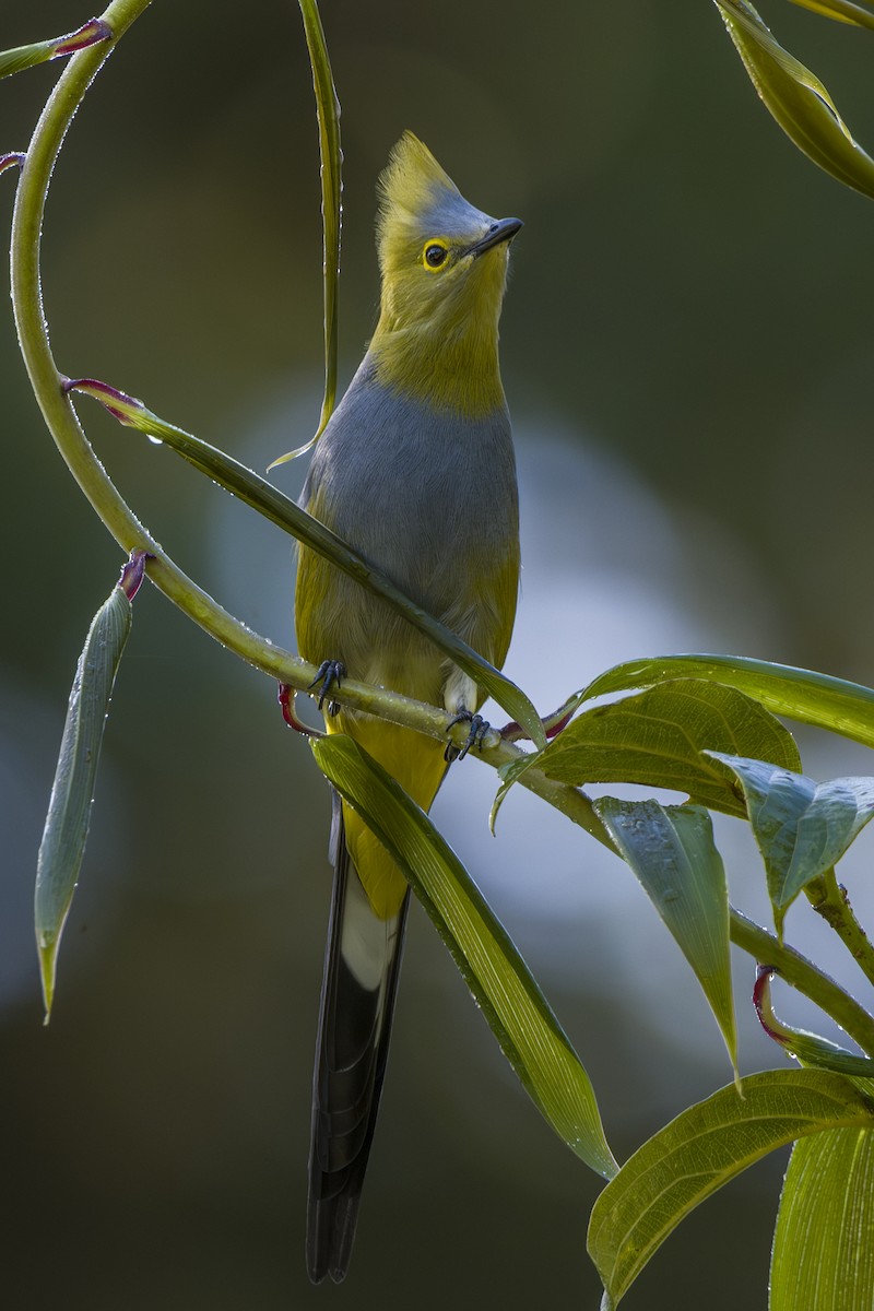 Длиннохвостый шелкохвост - ML646875558