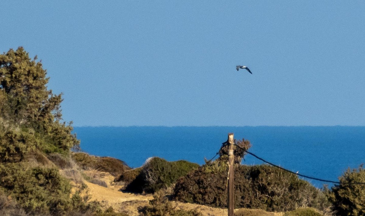 Kaio hankahoria - ML646875559