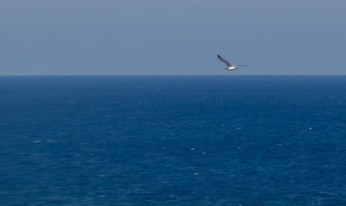 Kaio hankahoria - ML646875560